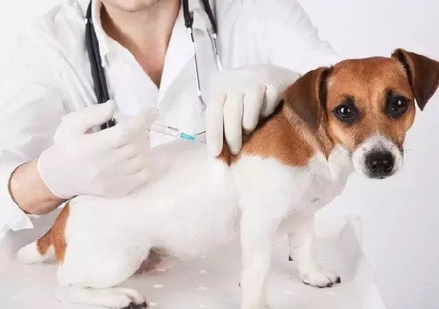 Сезон вакцинации домашних животных открыт!
