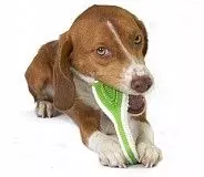 Игрушка для собак Petstages Finity Dental Chew зубная щетка, маленькая 11 см